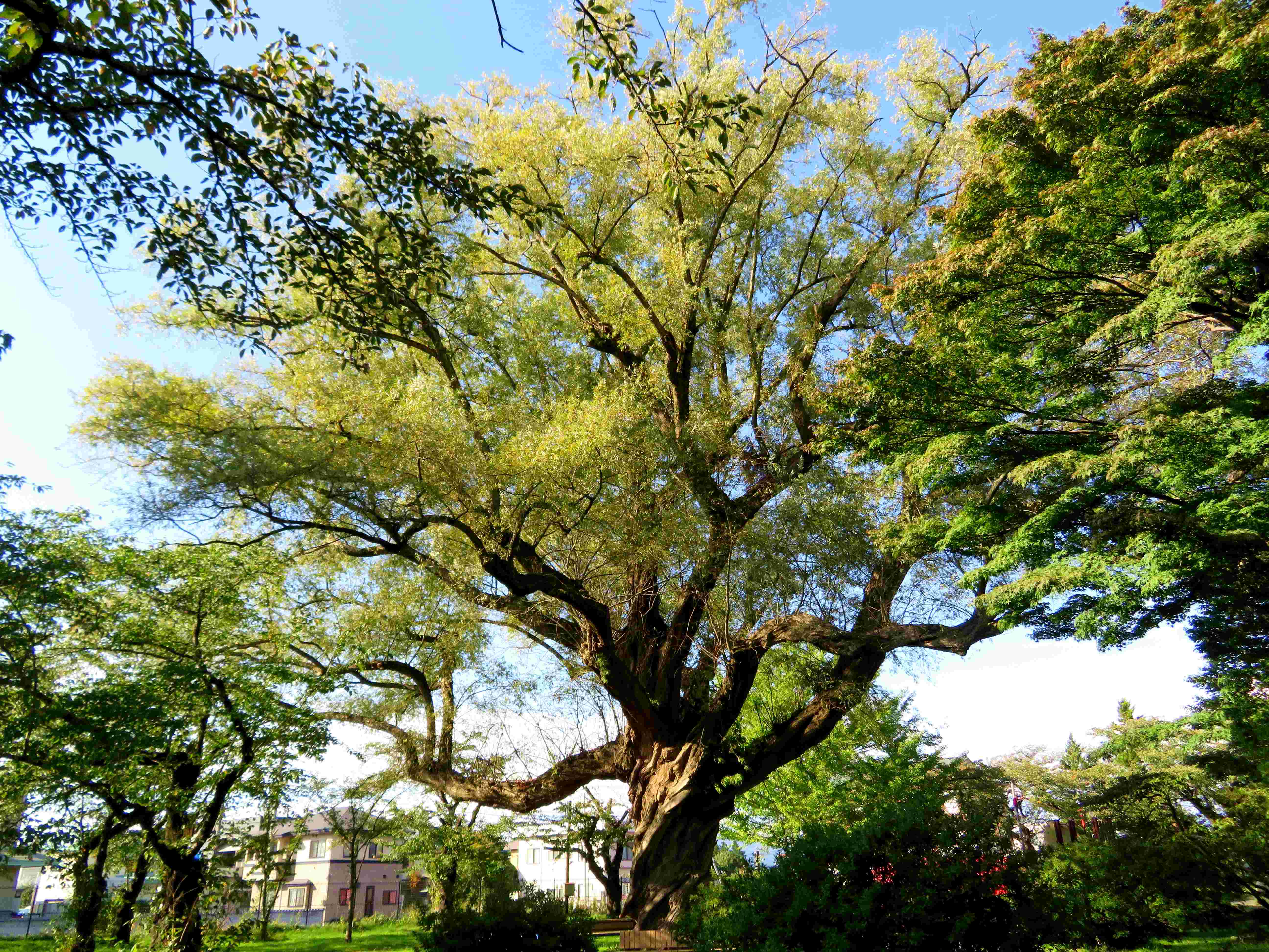 🌳 계성 공원 (케이죠 코엔) 이미지 5